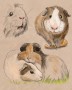 GuineaPig | ilustrace