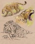 Jaguar | ilustrace